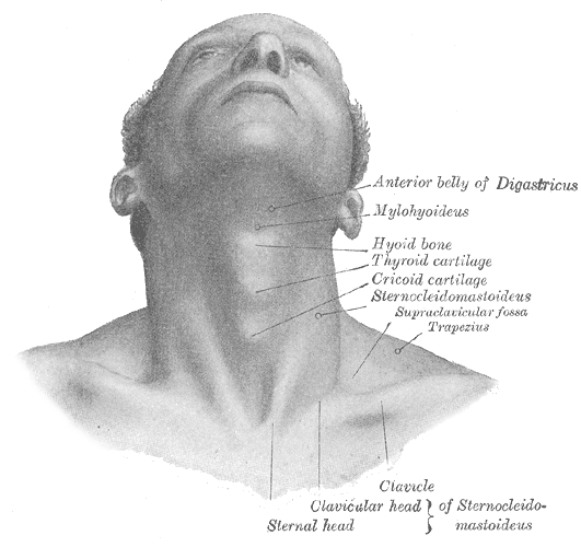 <p>Surface Anatomy and Surface Markings, Front view of neck, Digastricus, Mylohyoideus, Hyoid bone, Thyroid cartilage, Cricoi