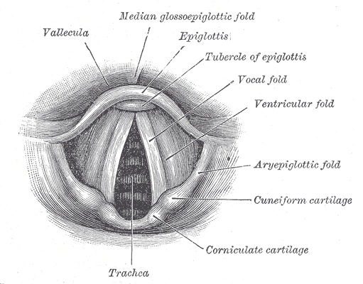 Laryngoscopic view of interior of larynx, Vallecula, Vocal fold, Tubercle of epiglottis, Epiglottis, Trachea, Corniculate car