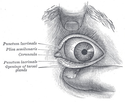 Front of left eye with eyelids separated to show medial canthus, Punctum lacrimale, Plica semilunaris, Caruncula, Punctum lac