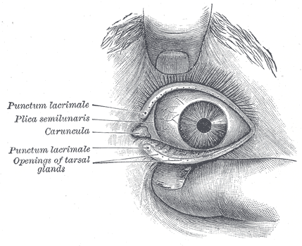 <p>Lacrimal Glands