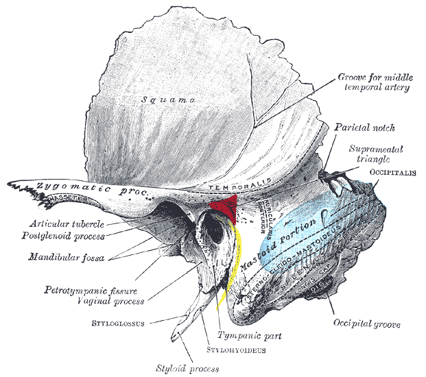 <p>Left Temporal Bone Surface Markings