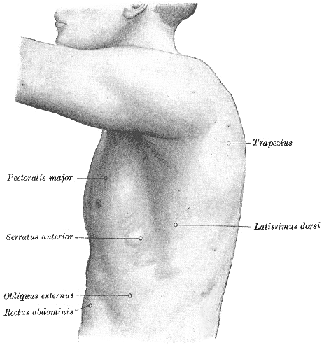 Surface Anatomy of the Thorax, The left side of the thorax, Trapezius, Pectoralis Major, Serratus Anterior, Obliques Externus
