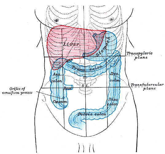 Front of abdomen, showing surface markings for liver, stomach, and great intestine