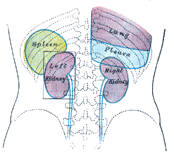 <p>Posterior Thoracolumbar Surface Anatomy