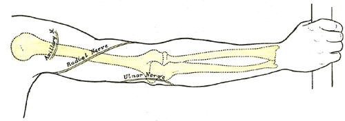 Back of right upper extremity, showing surface markings for bones and nerves