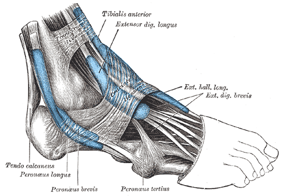 The mucous sheaths of the tendons around the ankle; Lateral aspect, Tendon Calcaneus, Peroneus longus, Peroneus brevis, Peron