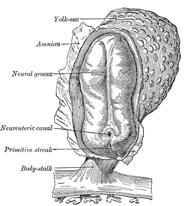 <p>Embryology, Human Embryo