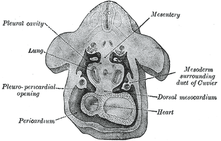 Development of the Body Cavities, Pleuroperitoneal opening, Pleuropericardial, Pericardium