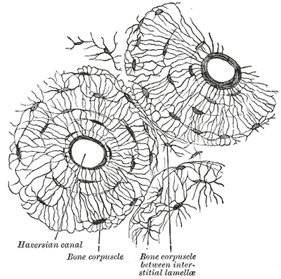 <p>Osteon