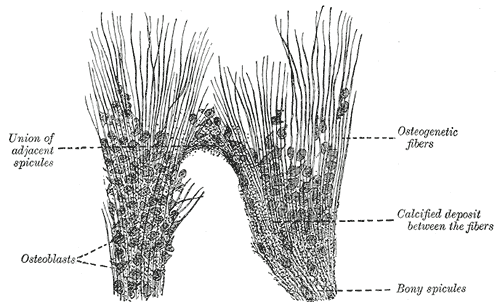 <p>Bone, Part of the growing edge of the developing parietal bone of fetal cat, Osteoblasts</p>