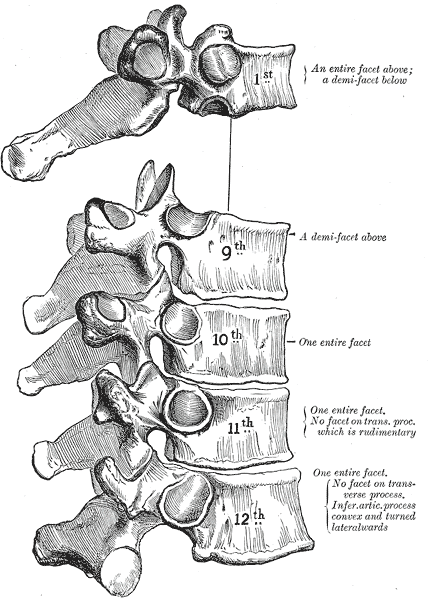 The Thoracic Vertebrae, Peculiar thoracic vertebrae