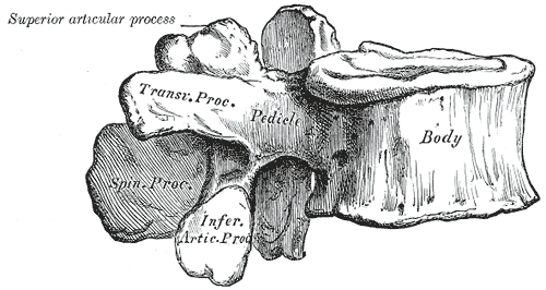 <p>Lumbar Vertebra, Lateral View</p>