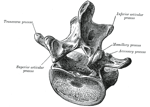 <p>Lumbar Vertebra, Superoposterior View