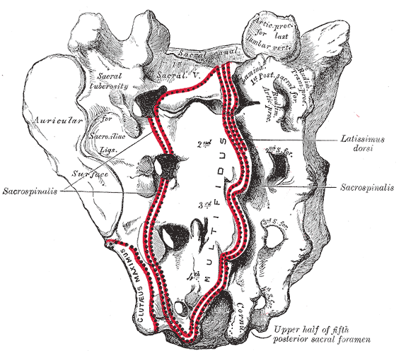 <p>Sacrum; Dorsal surface, Coccygeal Vertebrae</p>