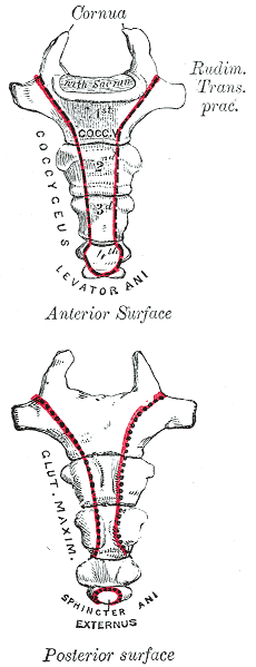 The Sacral and Coccygeal Vertebrae, Coccyx