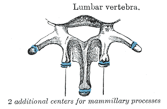 <p>Lumbar Vertebrae</p>