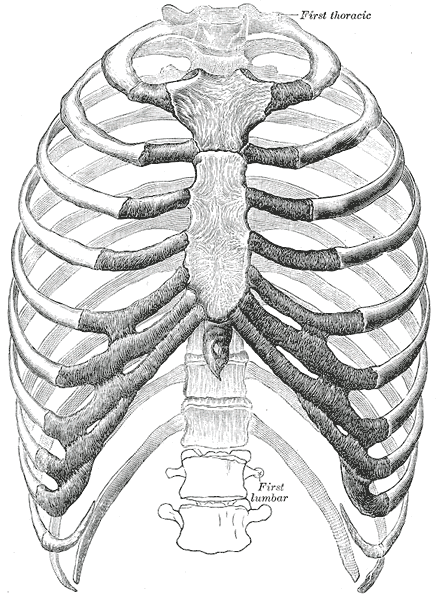 <p>The Thorax; Anterior View</p>