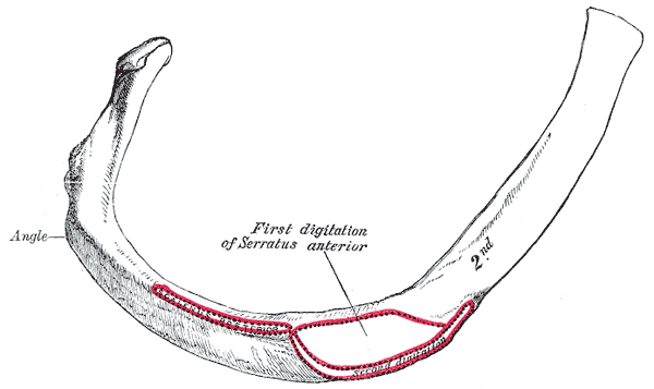 <p>The Ribs, Second Peculiar rib</p>