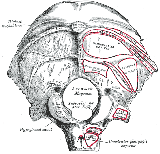 <p>Cranial Bones, Occipital bone; Outer surface Foramen Magnum, Highest nuchal line, Hypoglossal canal</p>