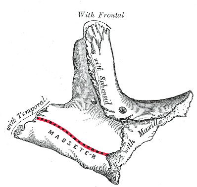 <p>Left Zygomatic Bone, Temporal Surface</p>