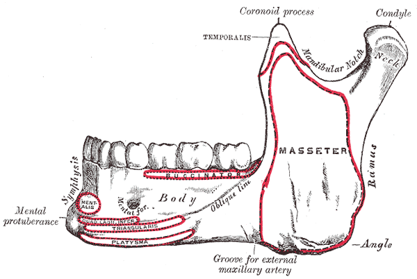 Side View of the Mandible; Outer side, Lower Jaw