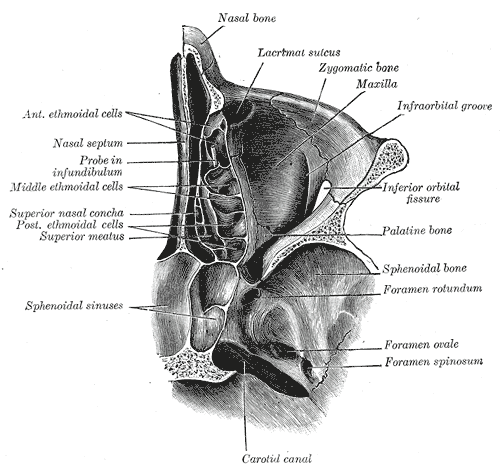 The Exterior of the Skull, Horizontal section of nasal and orbital cavities