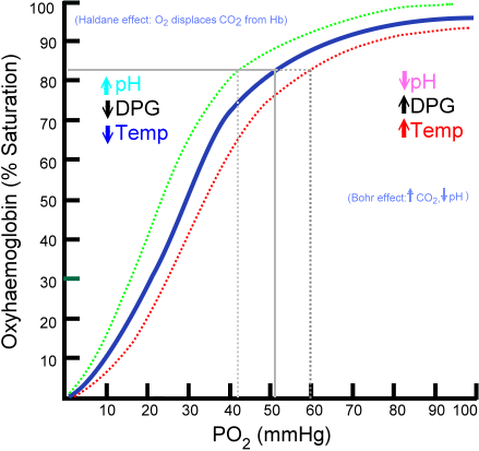 Hemoglobin Dissociation Curve. Dotted red line corresponds with shift to the right caused by Bohr effect