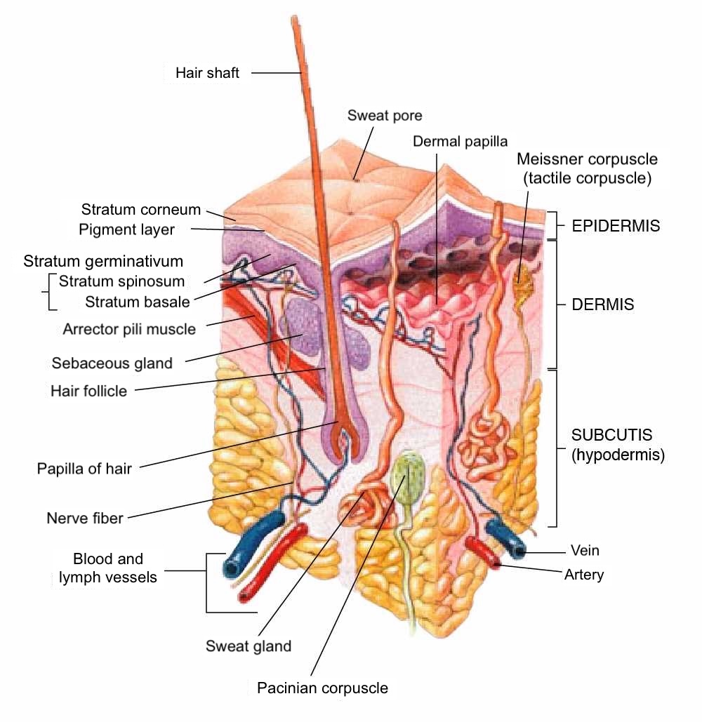 Anatomy of the human skin