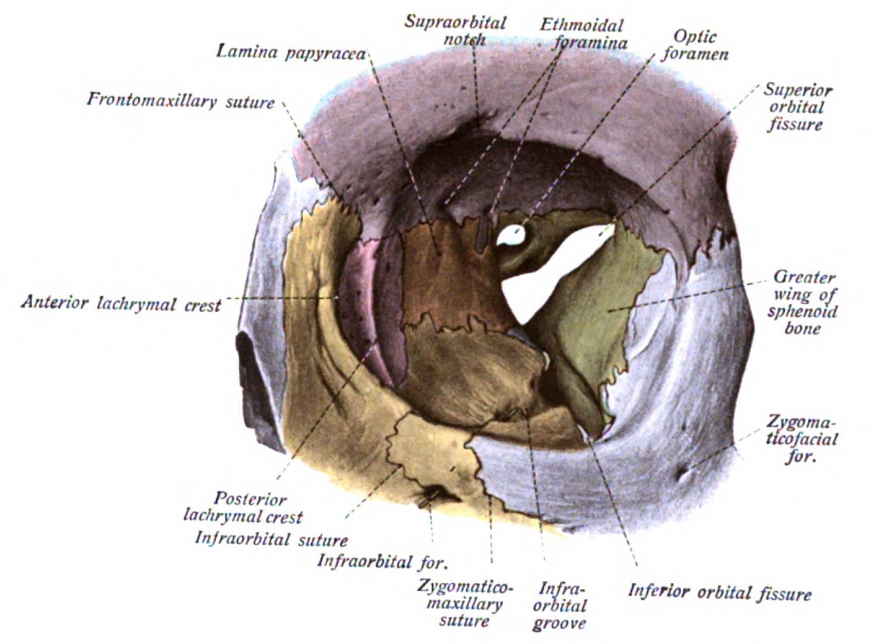 <p>Orbit Anterior View