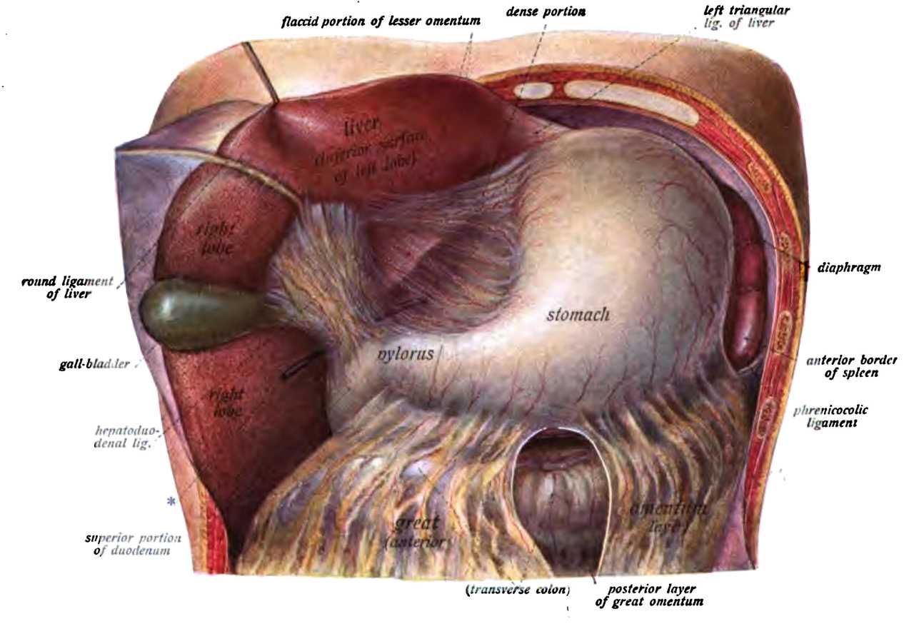 <p>Liver Anatomy</p>