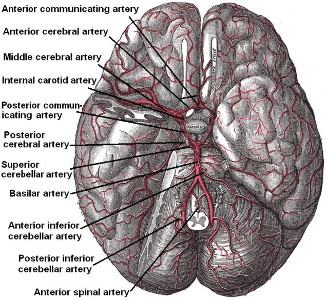 <p>Arterial Circulation of the Brain