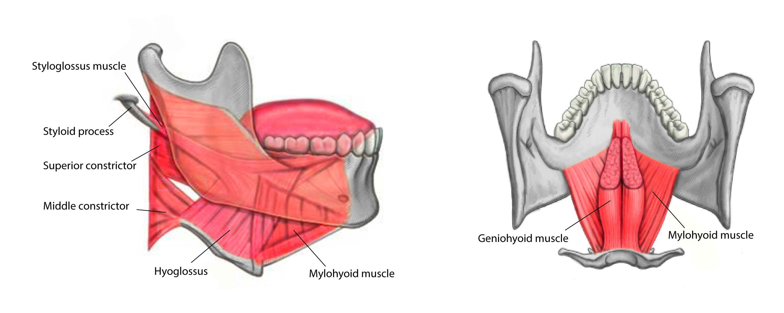 <p>Styloglossus, Hyoglossus, Mylohyoid, and Geniohyoid Muscles</p>