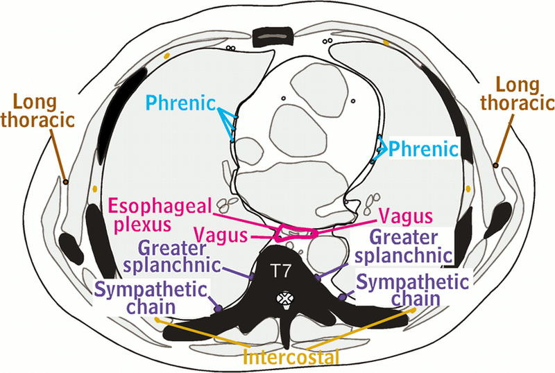 <p>Thoracic Nerves