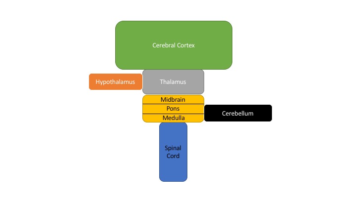 <p>Schematic Diagram of the Major CNS Components</p>