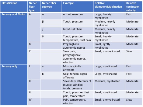 Nerve fiber types