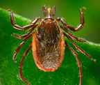 Western blacklegged tick