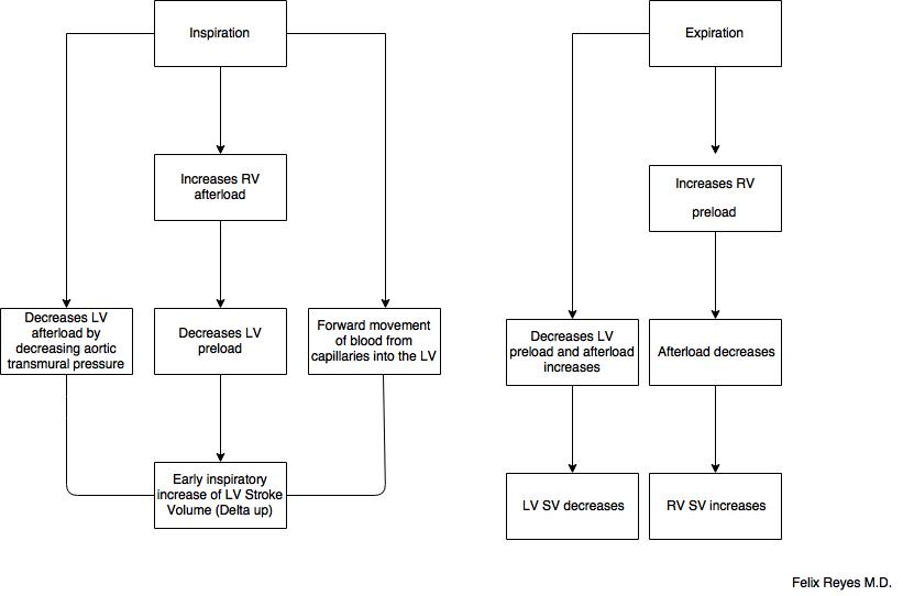 Changes in hemodynamics during different phases of the respiratory cycle while under mechanical ventilation