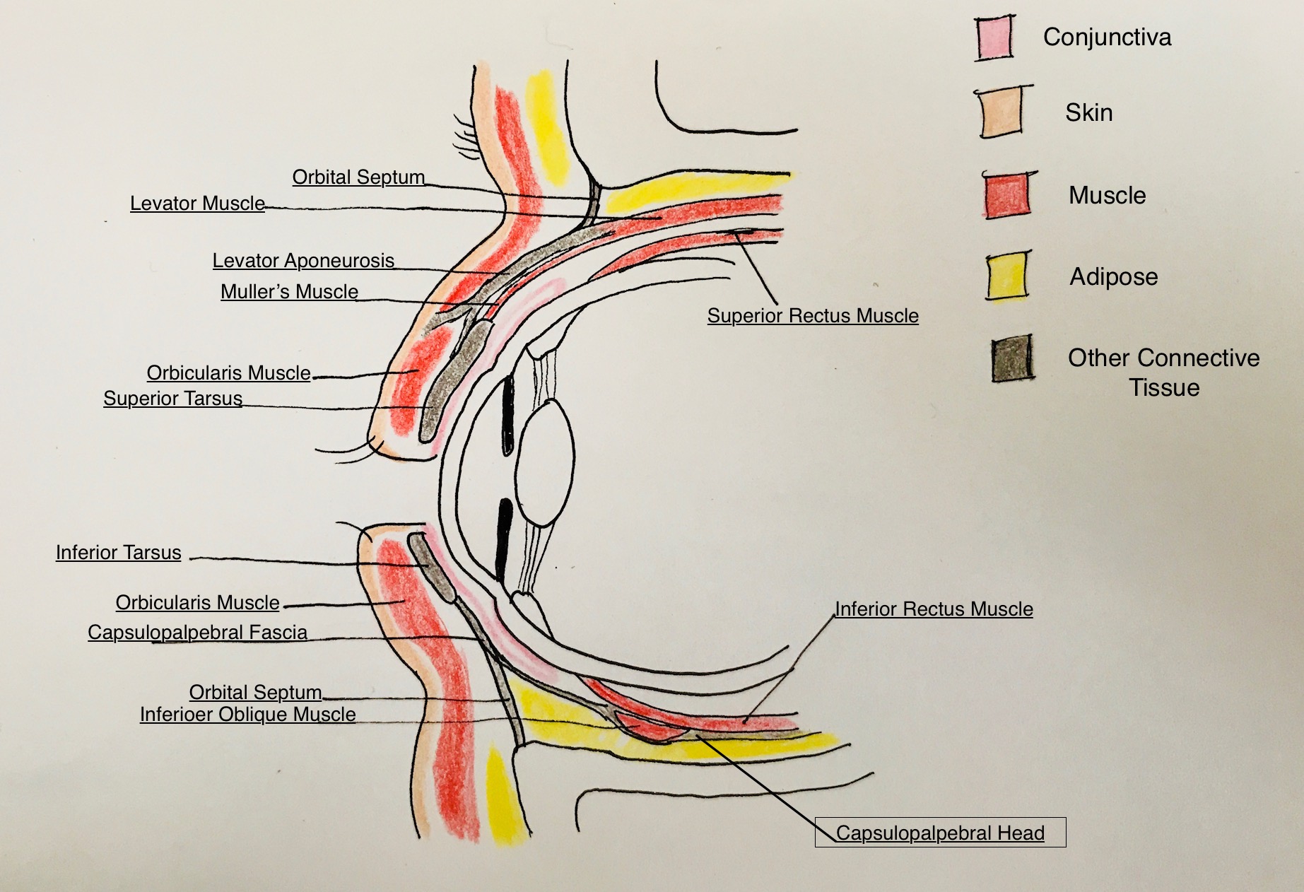 <p>Eyelid Anatomy</p>