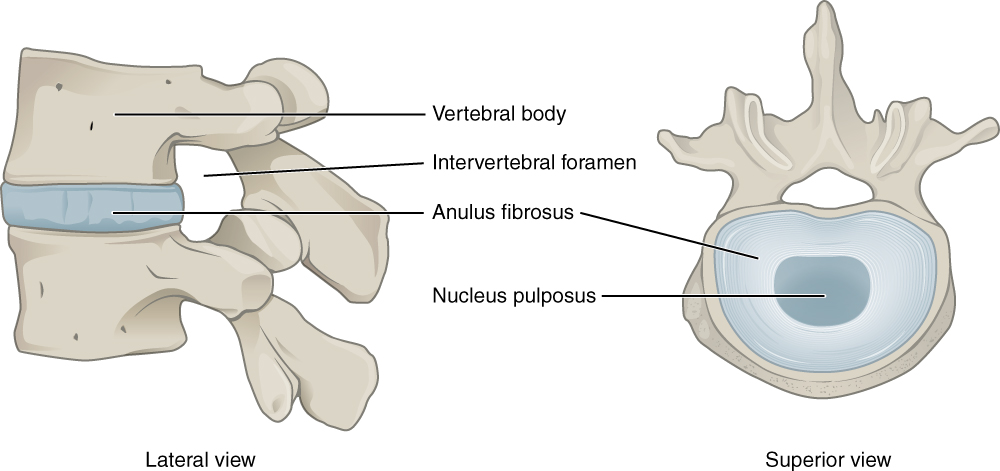 <p>Intervertebral Disk