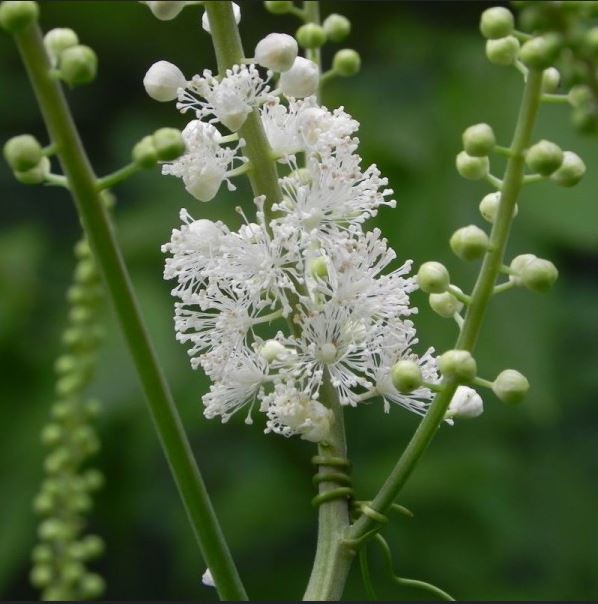 Black Cohosh