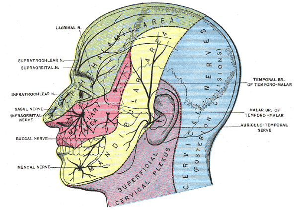 Trigeminal nerve