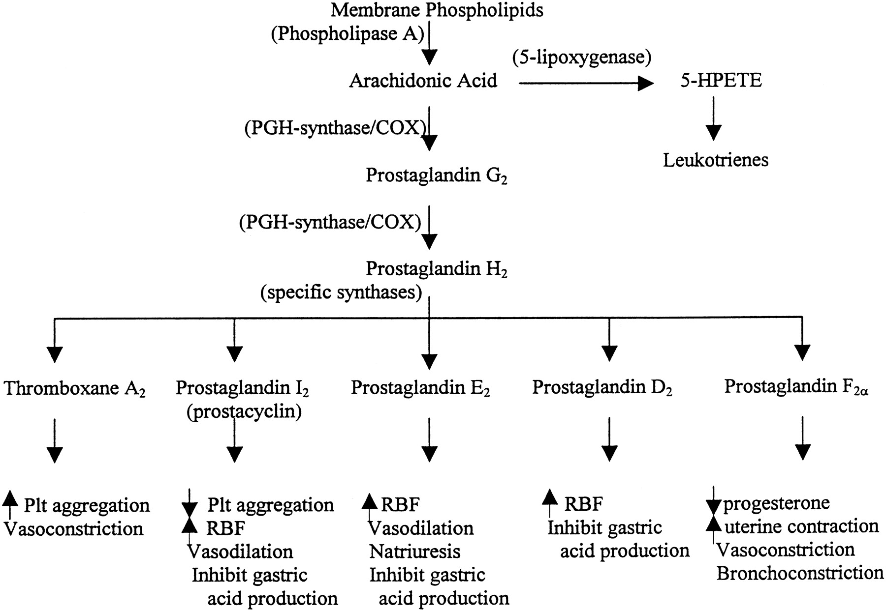 Arachidonic Acid Pathway