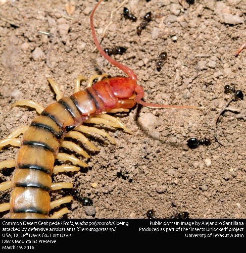 Centipede 1