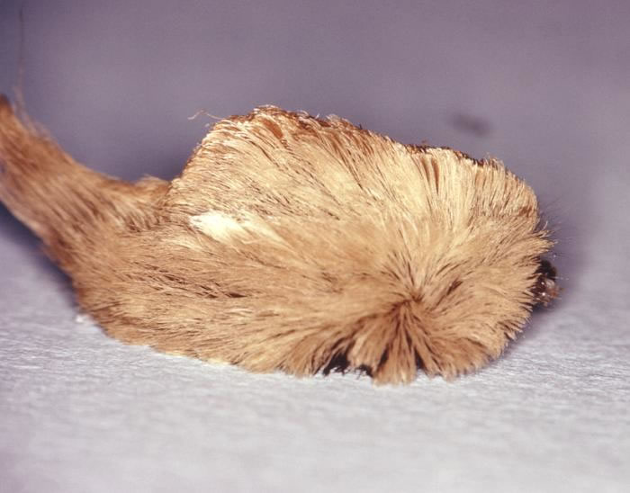 Pus caterpillar