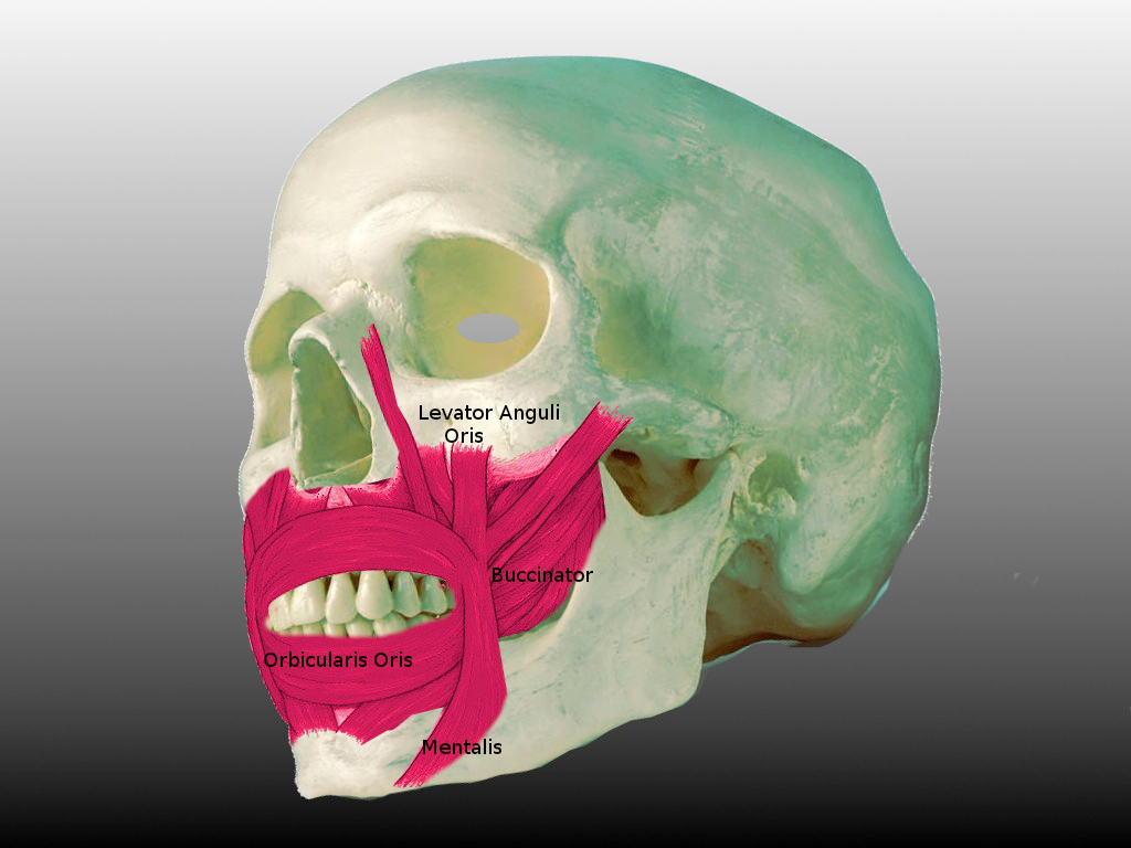 muscles of the lip