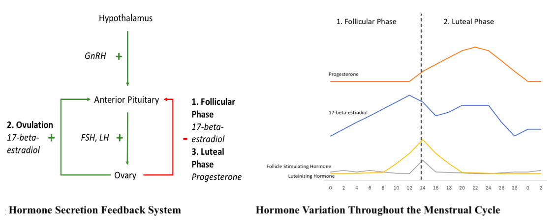 <p>Hormone Secretion Feedback System. This diagram depicts the hormonal variation throughout the menstrual cycle.</p>