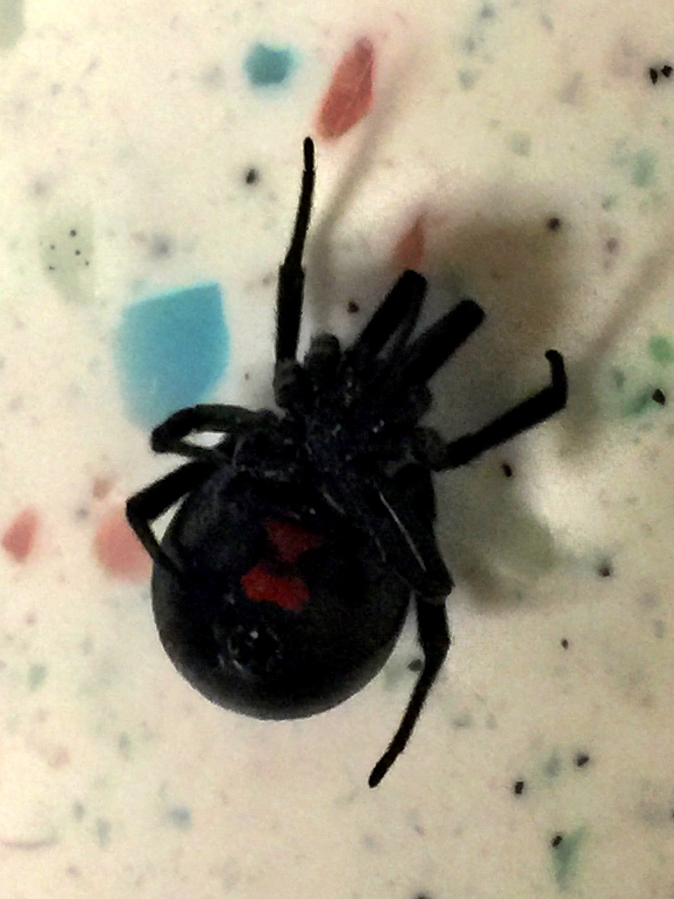 Latrodectus spp (Colorado)