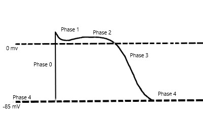 Cardiac Myocyte Action Potential