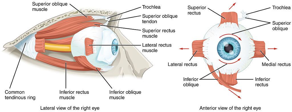 <p>The Extraocular Muscles of the Orbit</p>