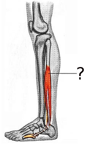 Peroneus brevis